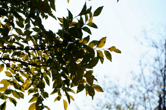 シマトネリコの葉