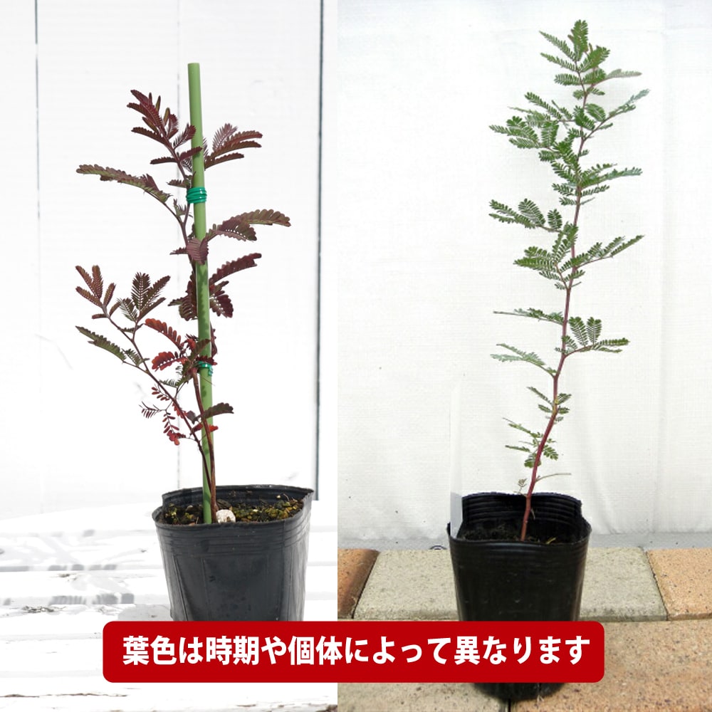 アカシア ミモザ 8号 マメ科 観葉植物 シルバーリーフ 販売 苗 苗木