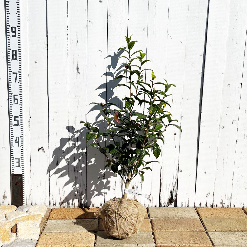 椿 茶椿 炉開き 苗 販売 苗木部 By 花ひろばオンライン