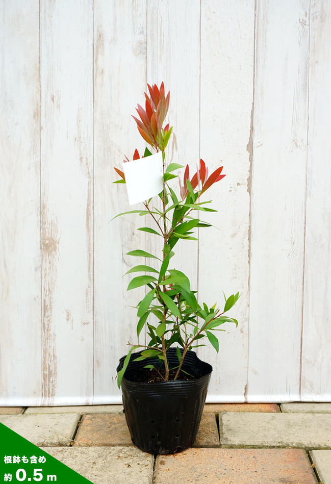 金宝樹 キンポウジュ ブラシノキ エンデバー ポット苗 シンボルツリー 庭木 常緑樹 苗木部 本店 By 花ひろばオンライン