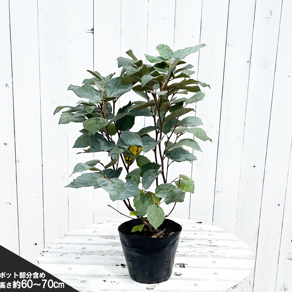 フォッサギラ ガーデニー ブルーシャドウの通販 苗木部 By 花ひろば