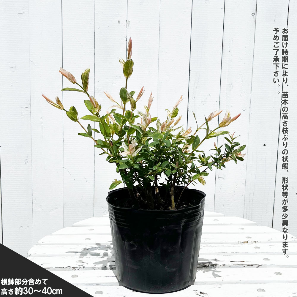 ハクロニシキの通販 おすすめ 苗木部 By 花ひろばオンライン