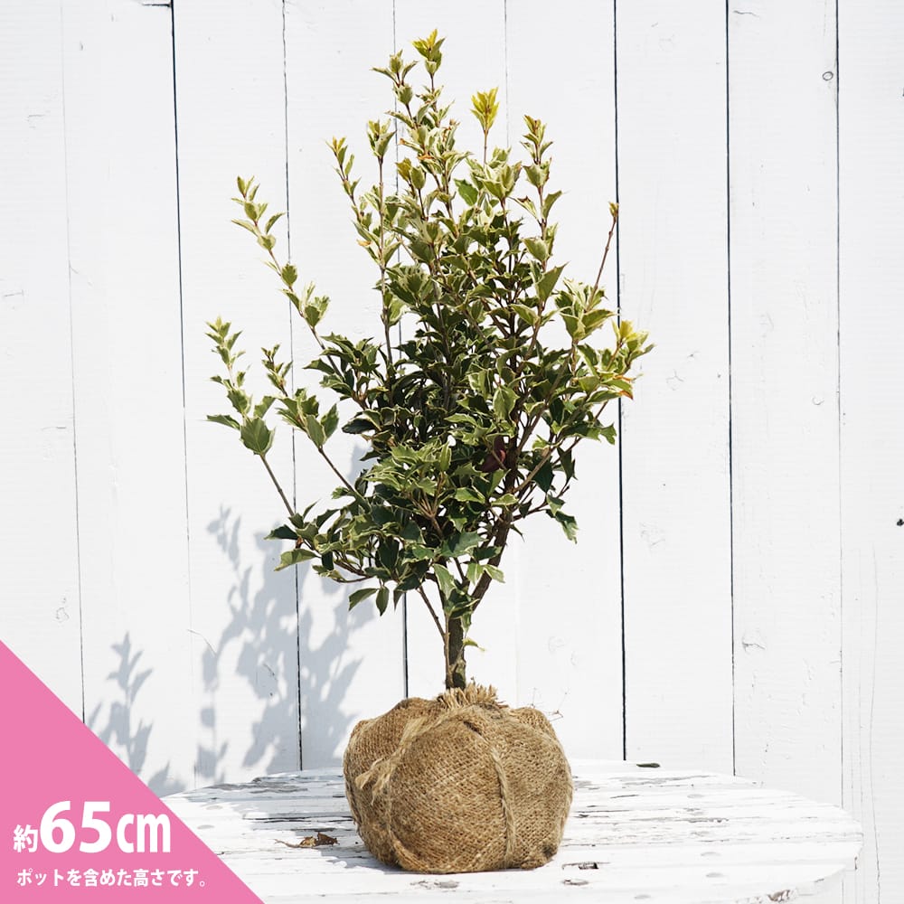 ひいらぎページ 斑入りヒイラギ【五色柊（ゴシキヒイラギ）】21cmポット | 神多野園芸