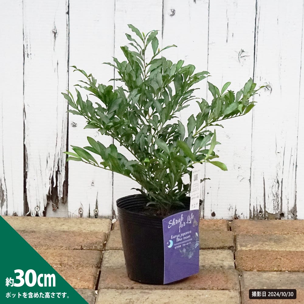 超絶品。山採りヒサカキ株立ち3.4M(鉢底から)品番B 四季の