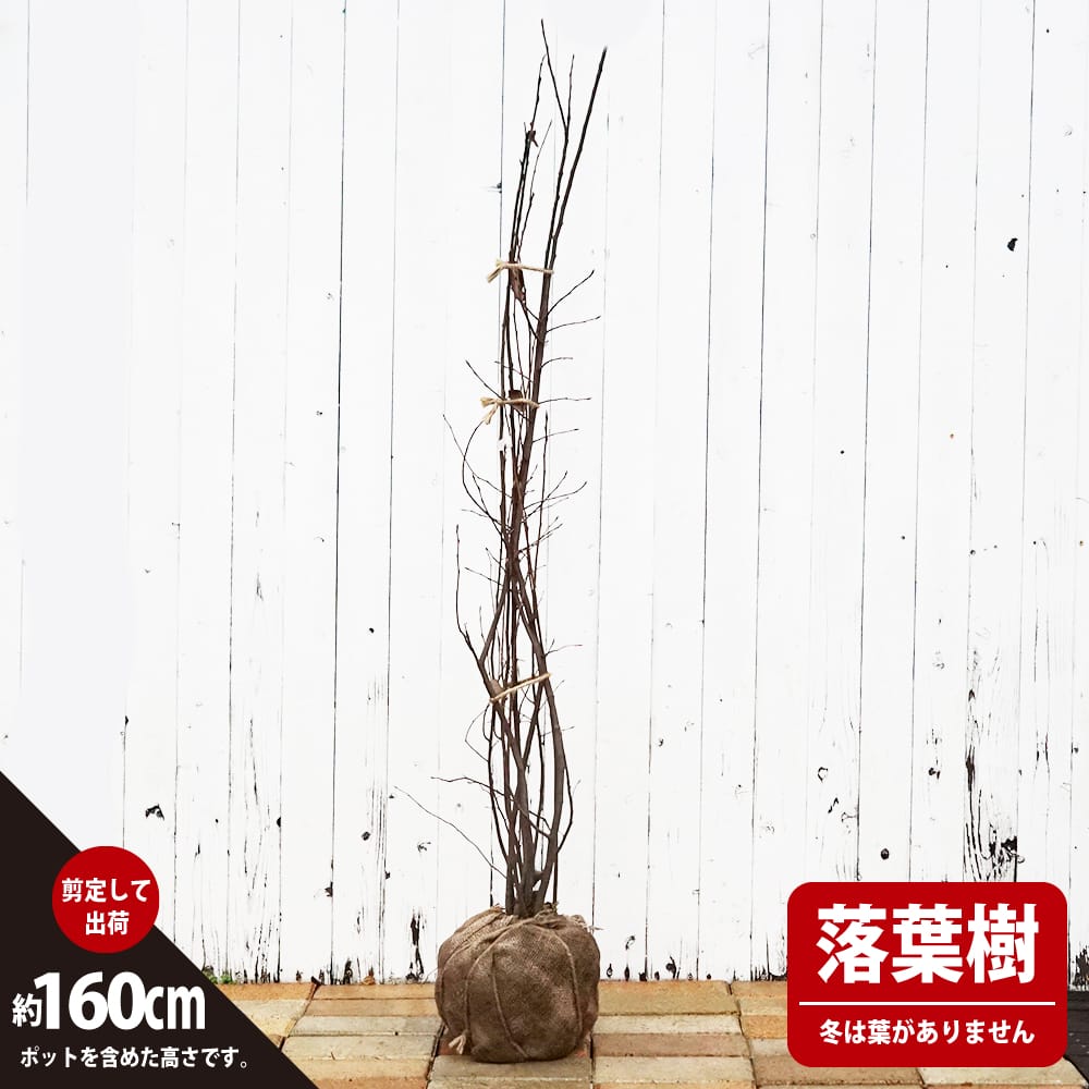 売りつくし 株立ち ジューンベリー 約:200cm【シンボルツリー