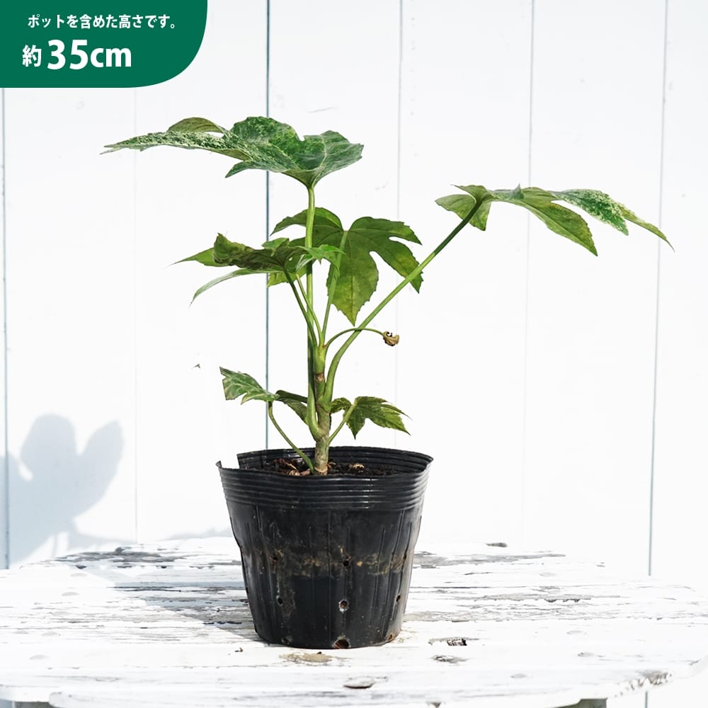 ヤツデ 斑入り 苗 通販 苗木部 By 花ひろばオンライン