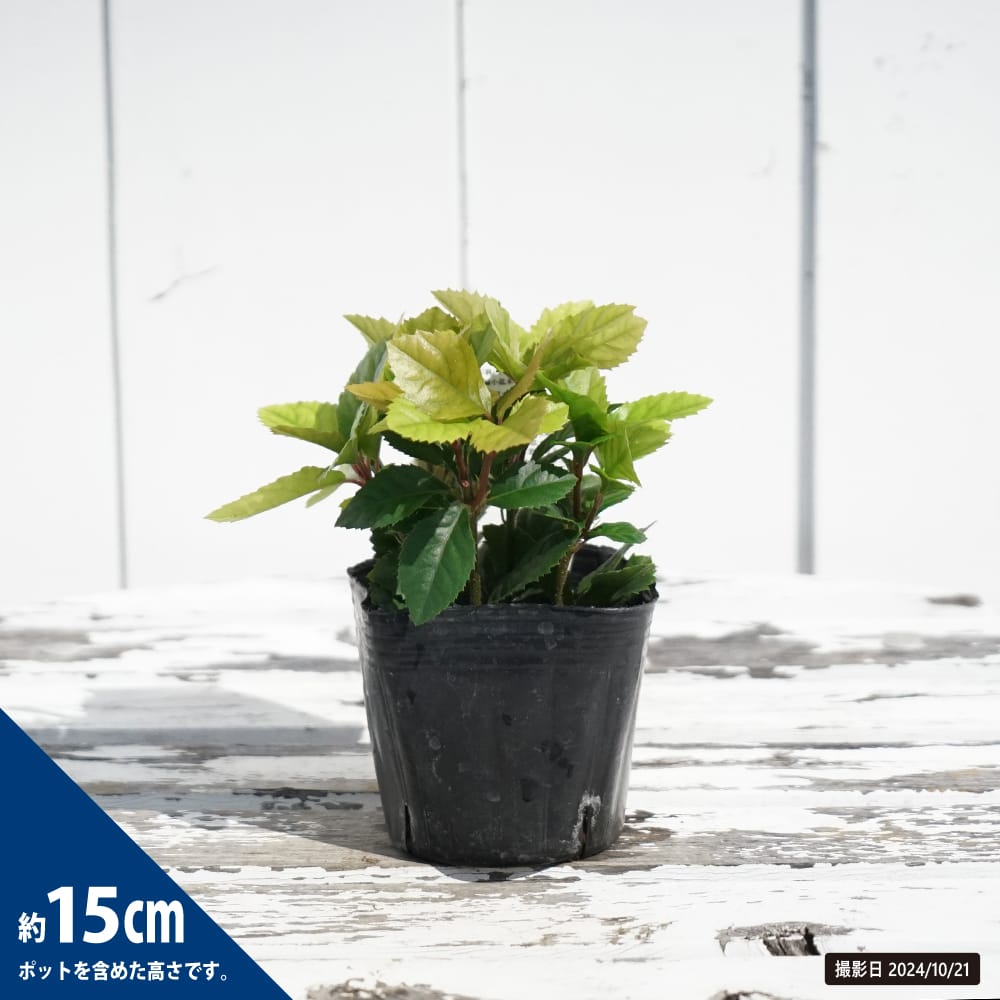 ツルコウジ ツルコウジ 苗 販売 苗木部 By 花ひろばオンライン