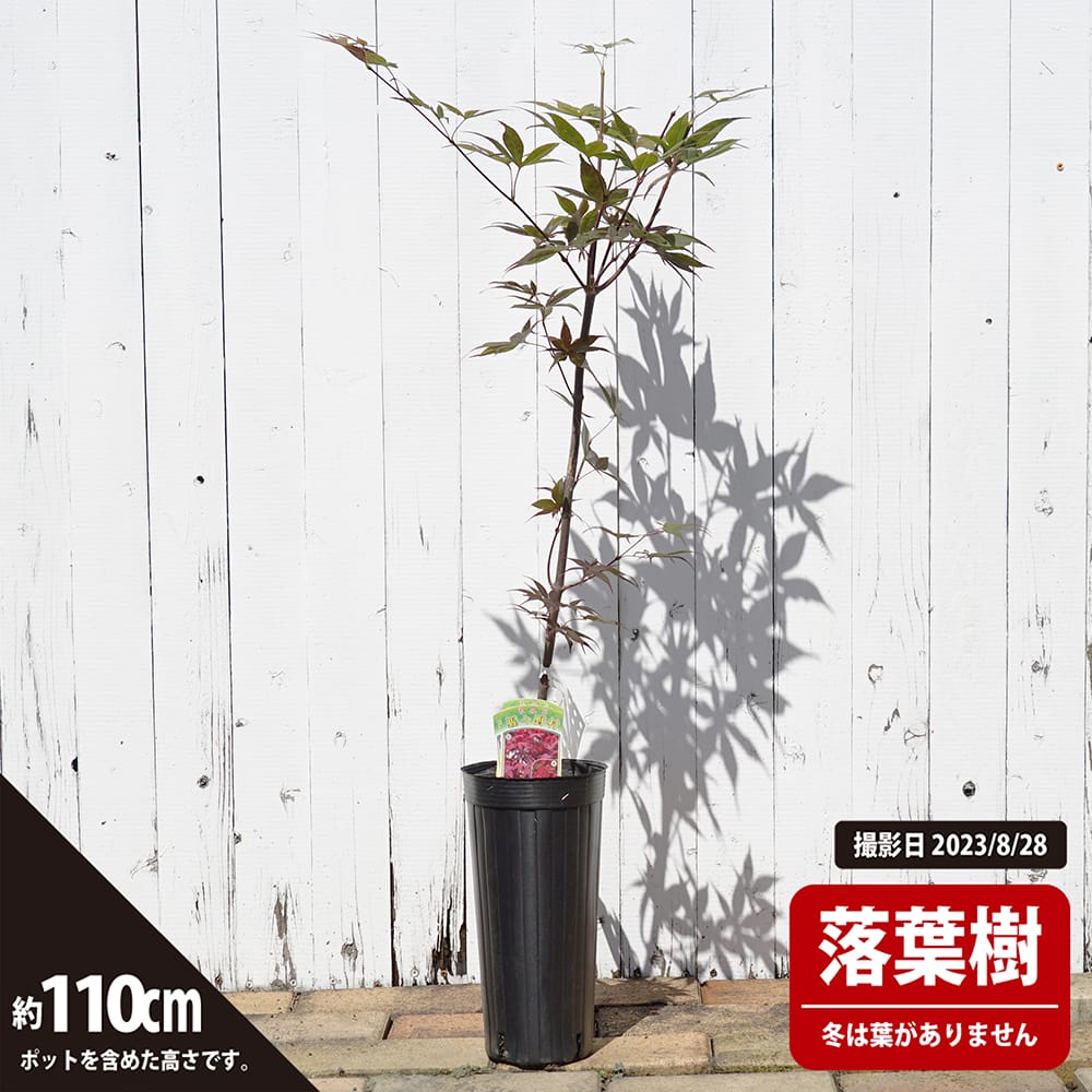 椛葉 カエデ・もみじ オオモミジ系 野村 苗 通販 苗木部 By 花ひろばオンライン