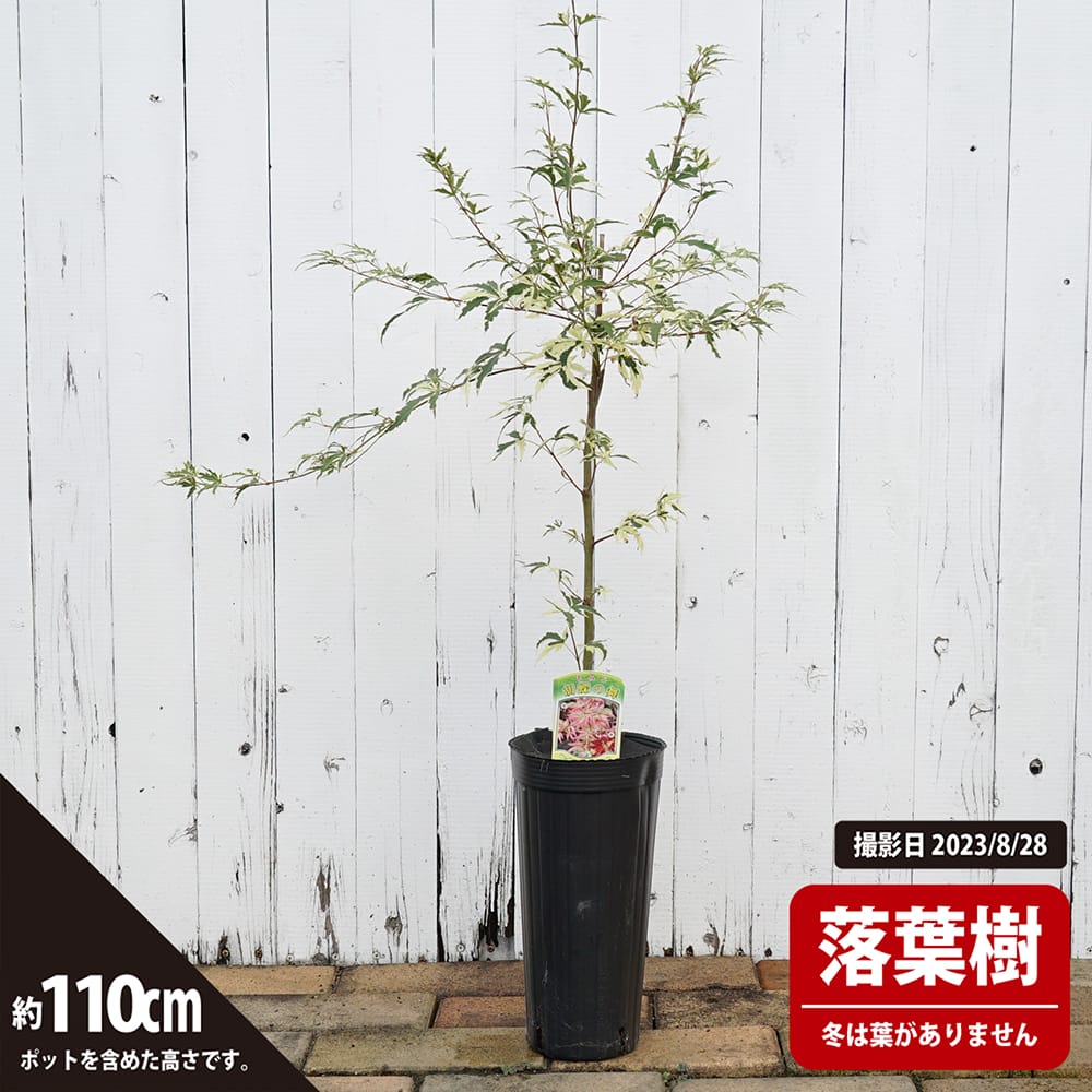 斑入りもみじ 藤浪錦6号鉢 - 植物/観葉植物