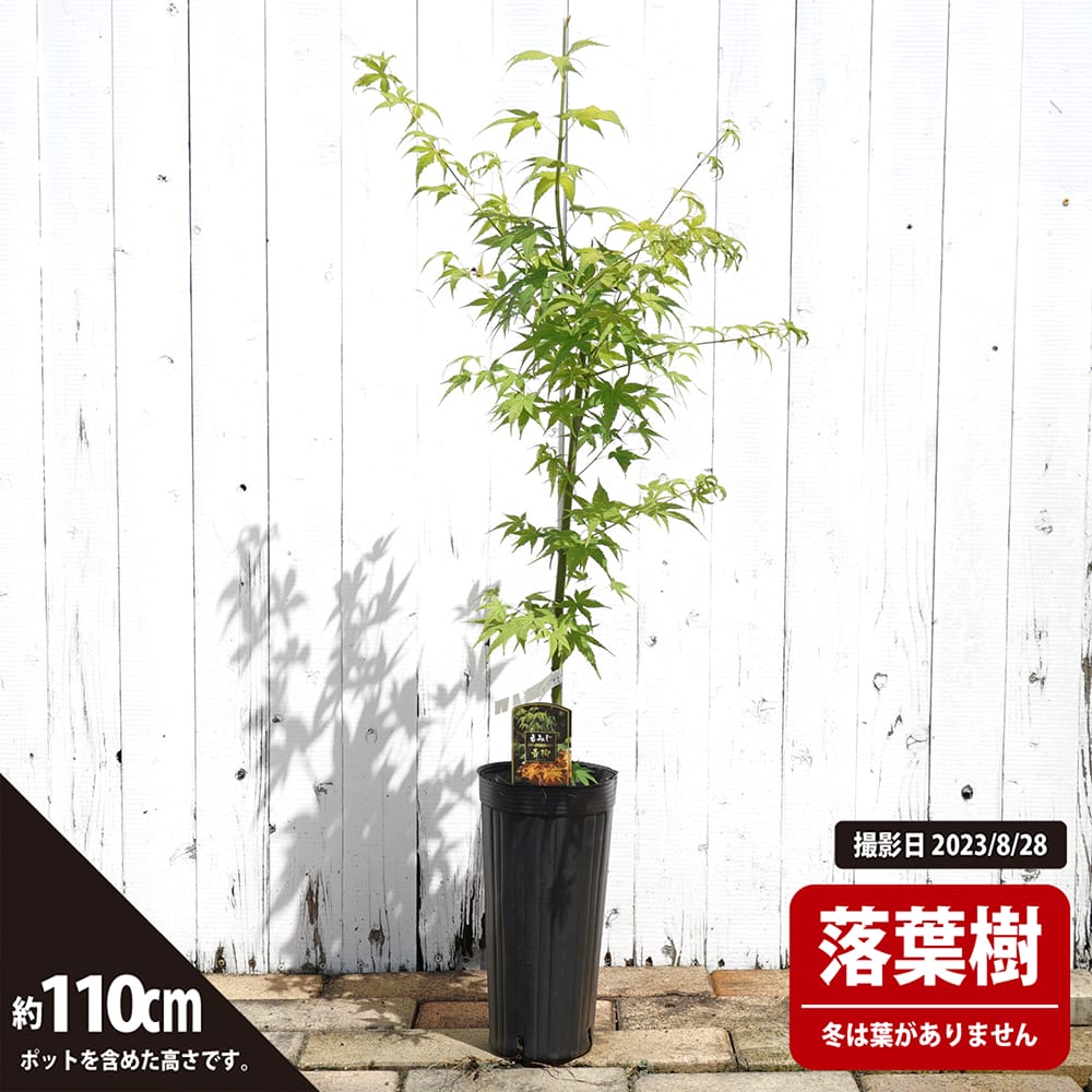 シロモジ 株立ち 雑木 ーーアオダモ アオハダ モミジ カエデ シロモジ 株立ち 雑木 ーーアオダモ アオハダ モミジ カエデ