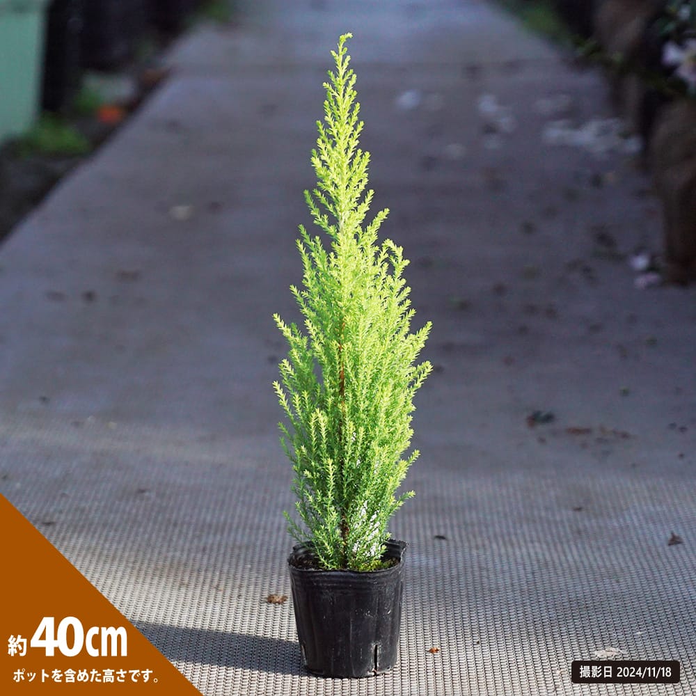 コニファー ゴールドクレスト ウィルマ 苗 販売 苗木部 By 花ひろば