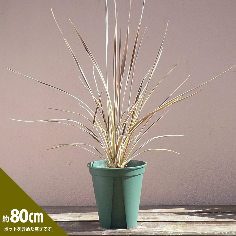 コルジリネ オーストラリス エレクトリックフラッシュの通販 おすすめ