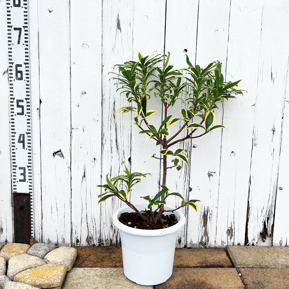 ジンチョウゲ 前島 苗 通販 苗木部 By 花ひろばオンライン