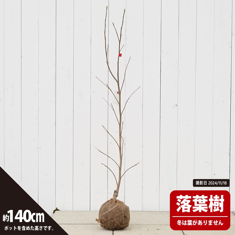 モクレン エリザベス 苗 販売 苗木部 By 花ひろばオンライン モクレン エリザベス 苗 販売 苗木部 By 花ひろばオンライン
