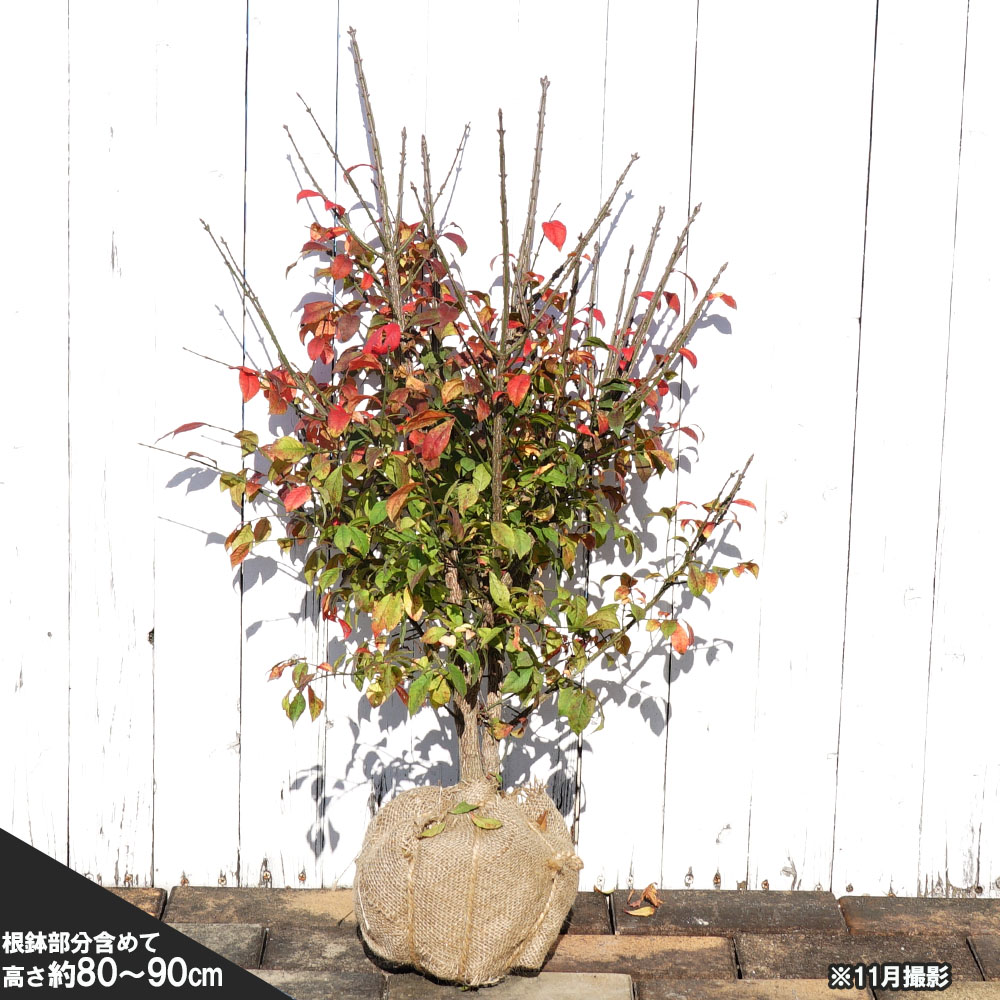 ニシキギ コンパクタ 苗 おすすめ 苗木部 By 花ひろばオンライン