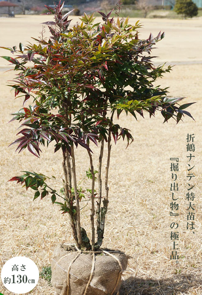 ナンテン 折鶴 苗 通販 苗木部 By 花ひろばオンライン