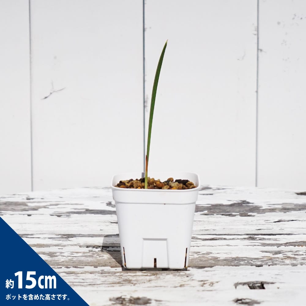 デーツパーム ブレーム 苗 販売 苗木部 By 花ひろばオンライン