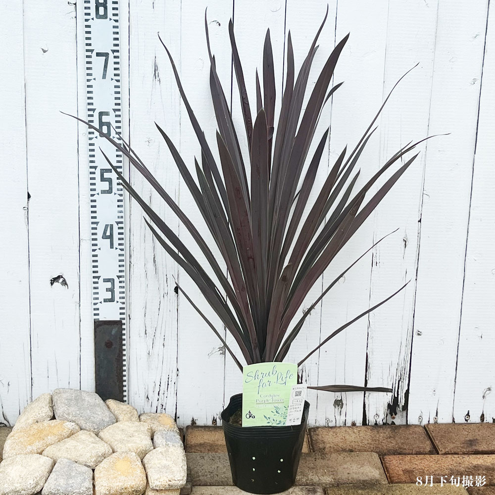 苗 鉢植え 苗木部 By 花ひろばオンライン