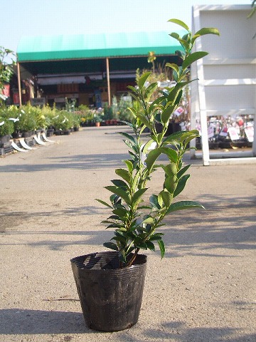 苗 通販 苗木部 By 花ひろばオンライン