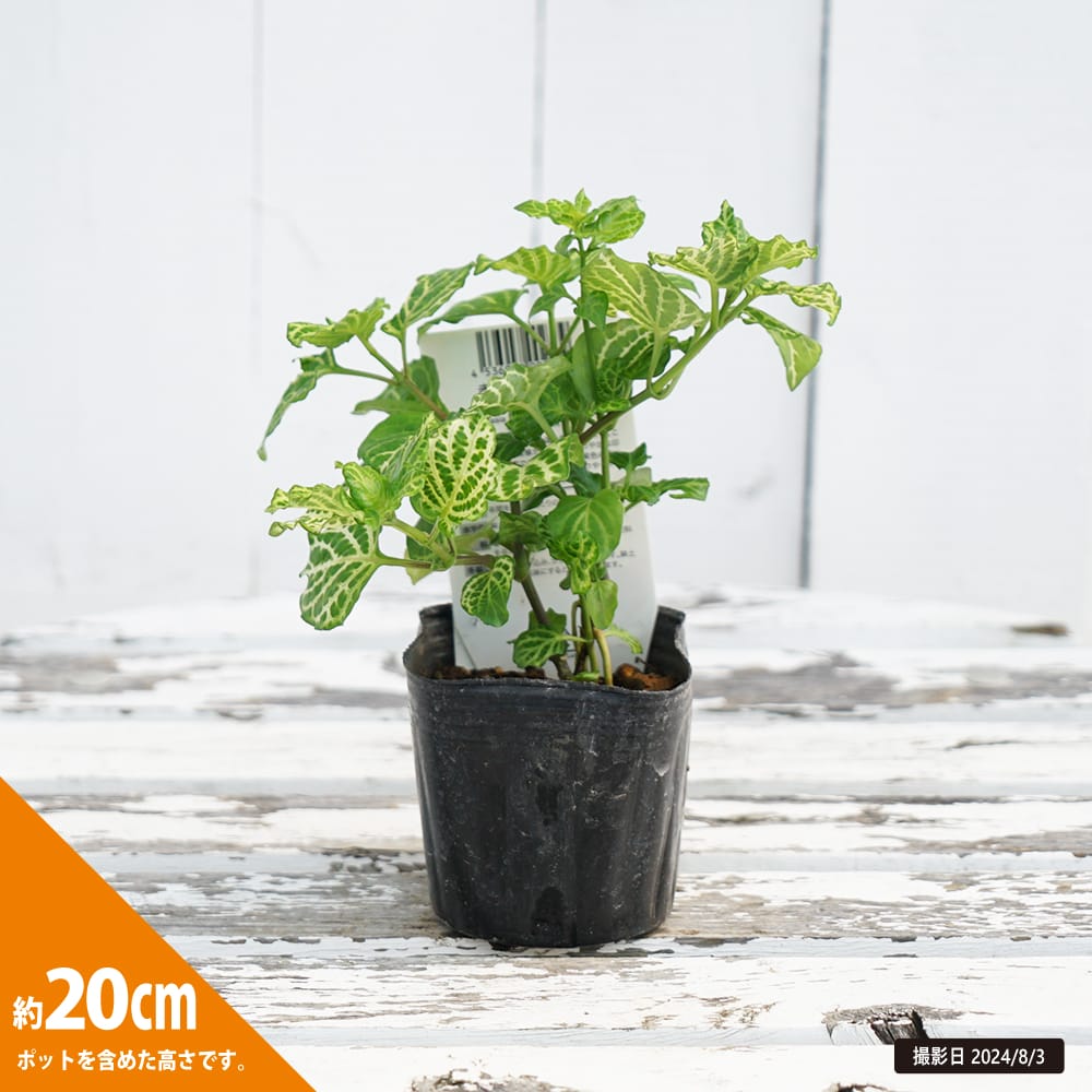 赤道桜草 苗 販売 苗木部 By 花ひろばオンライン