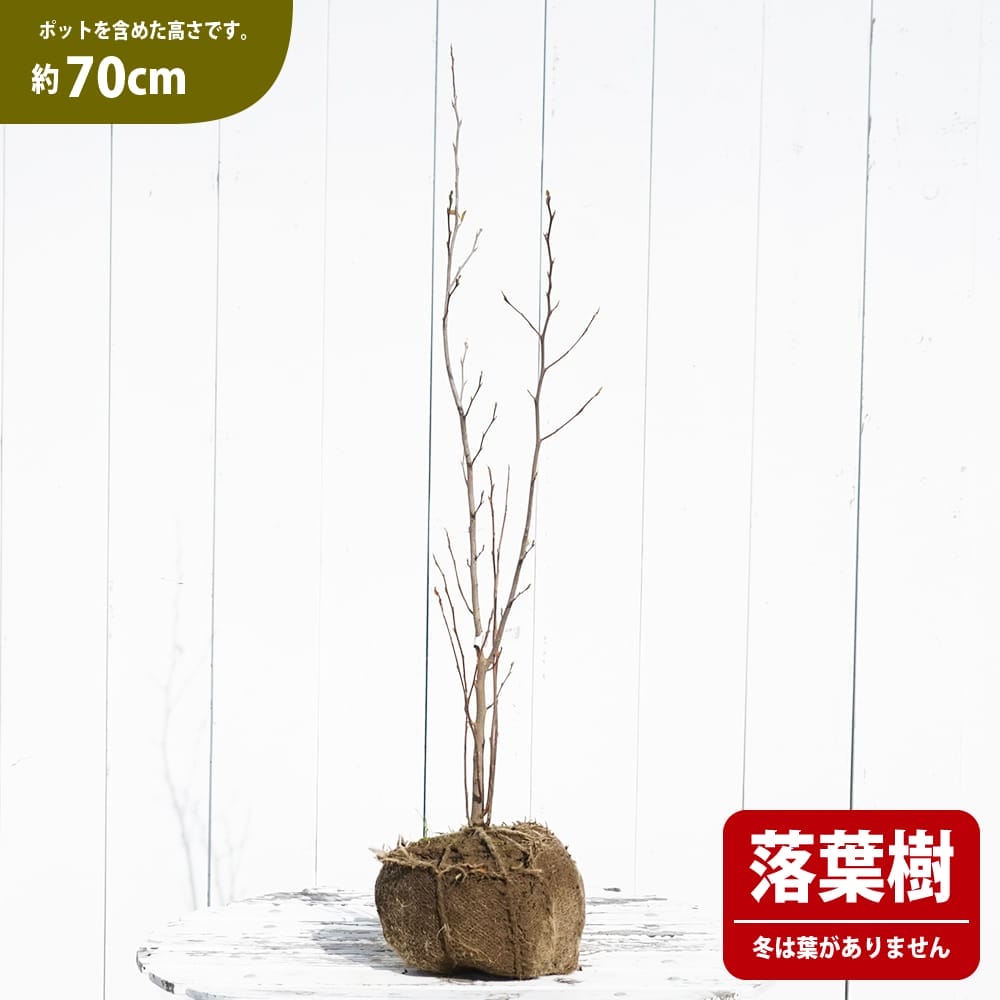shara001-70cmn.jpg