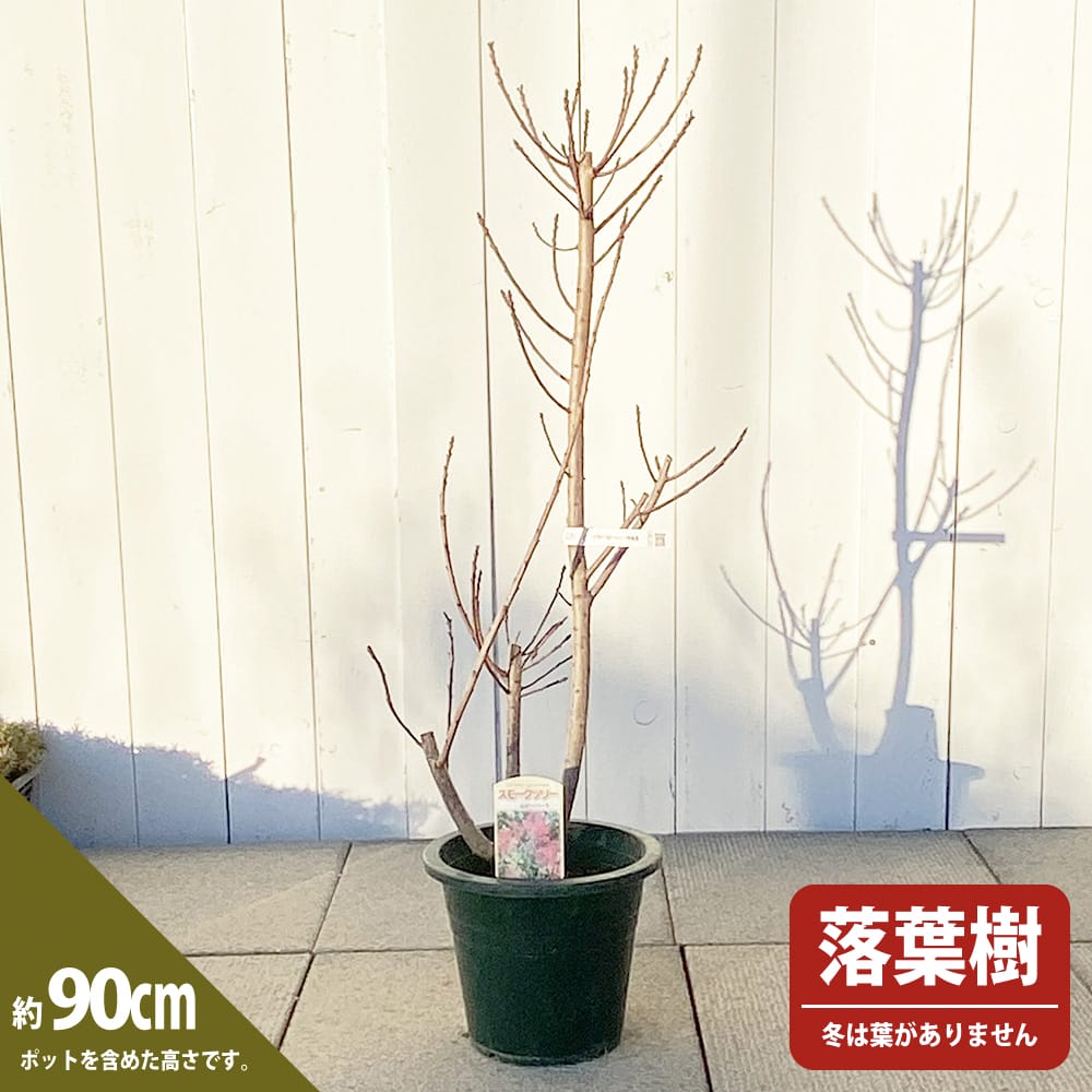 人気スモークツリー ルビーハート○二期咲性・樹勢が強くて