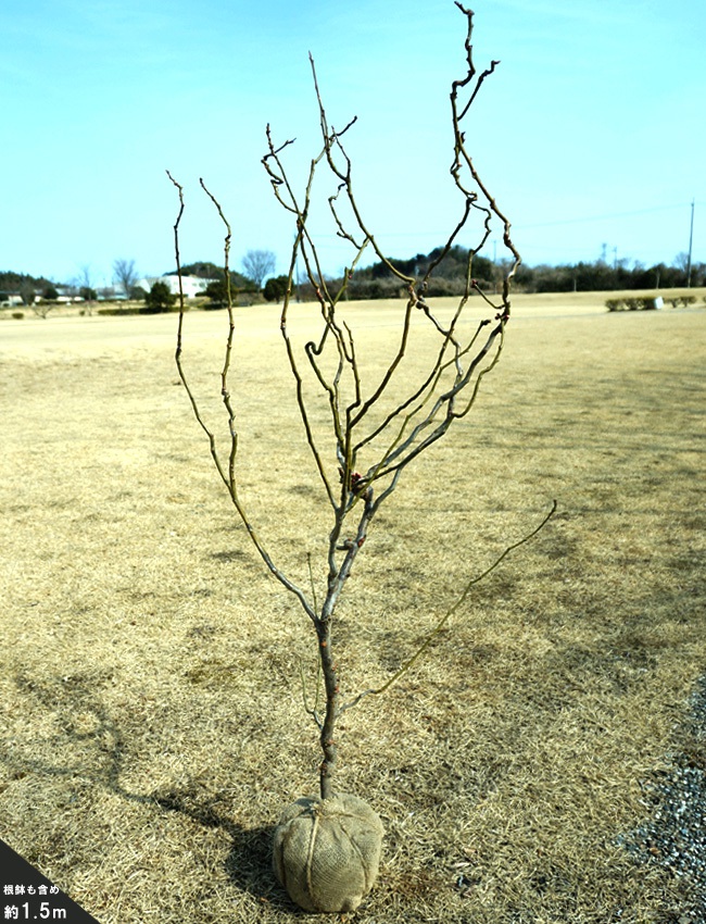ウメ 雲竜梅 花梅 青軸性 苗 販売 苗木部 By 花ひろばオンライン