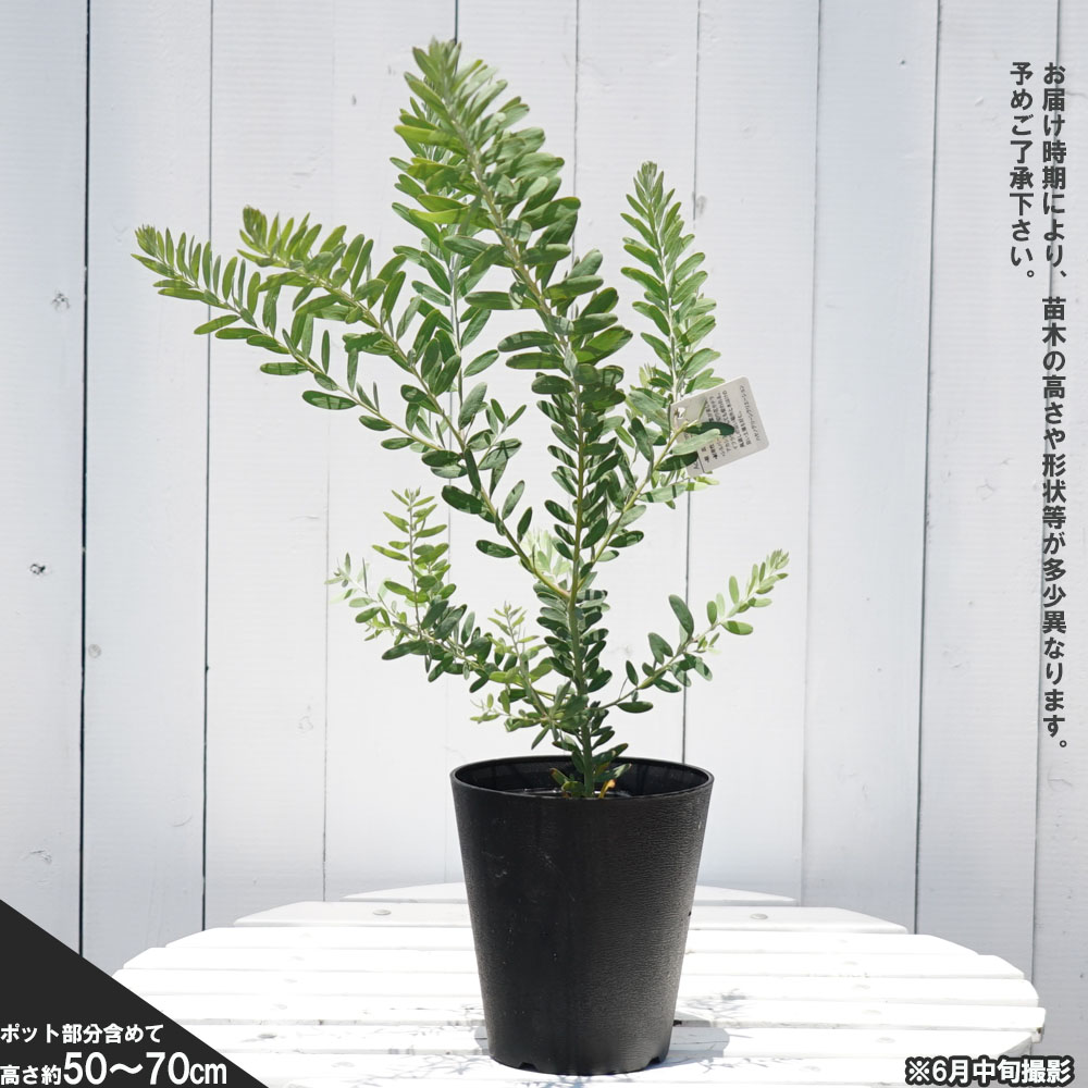 ミモザ苗 ミモザ鉢植え アカシア パールアカシア ８号 | www