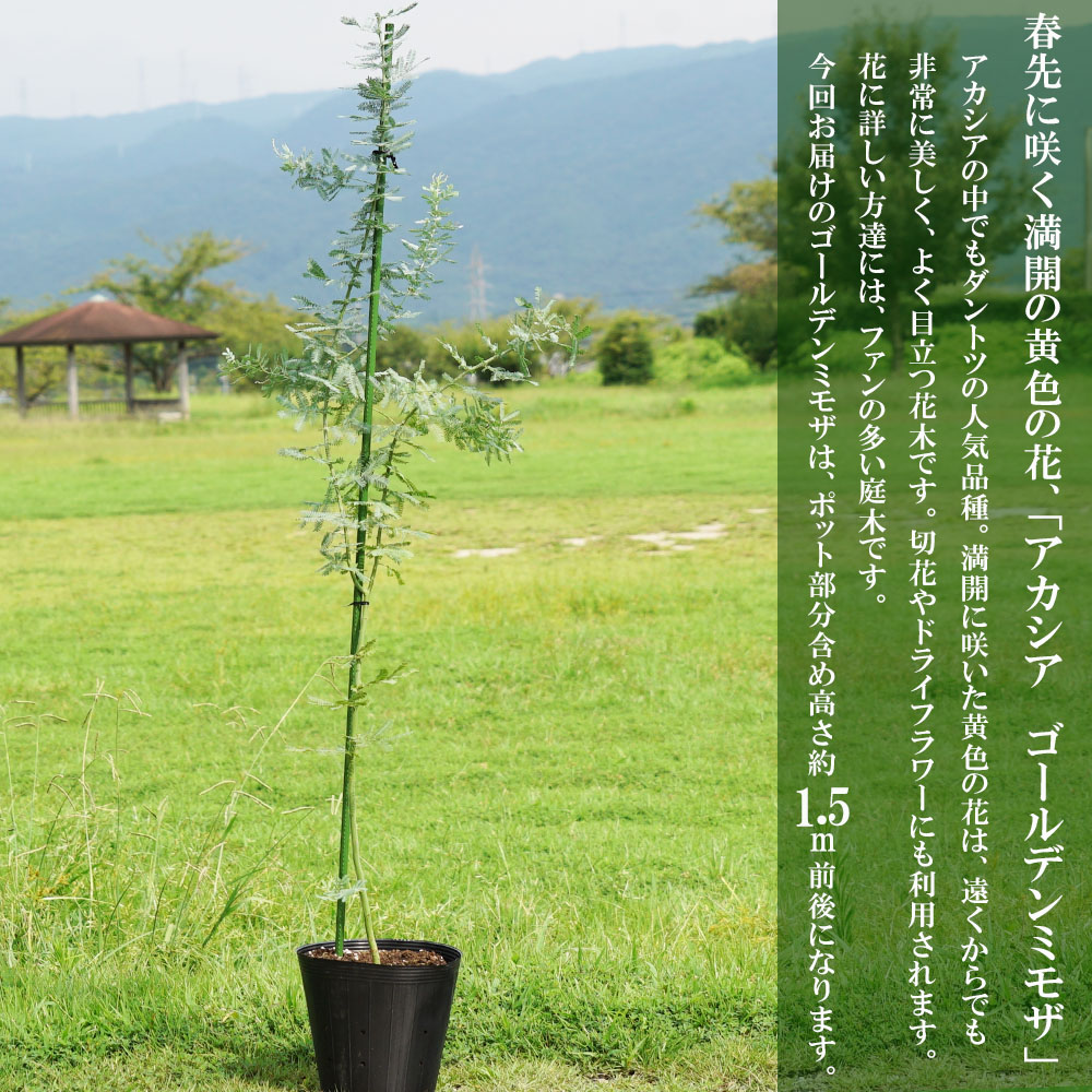 希少！ゴールデン ミモザ オーレア 苗 - 植物/観葉植物