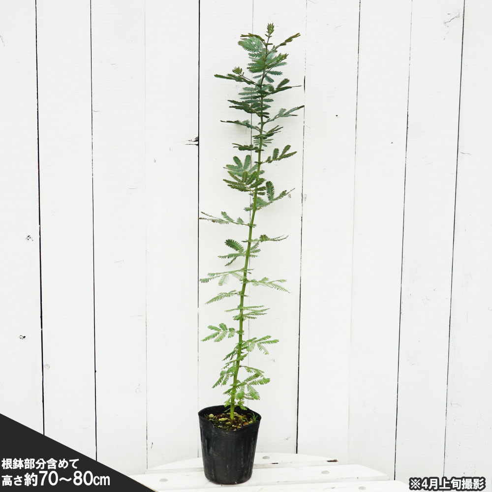 今年の新作から定番まで 観葉植物 アカシア ミモザ ３ ５号 １ポット