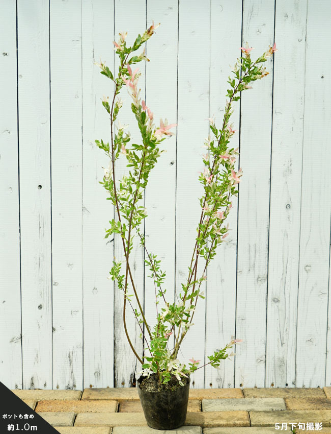 ハクロニシキ 苗 販売 苗木部 By 花ひろばオンライン