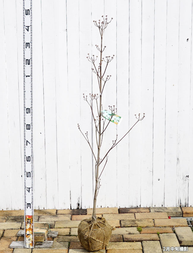 花水木 白花ハナミズキ 苗 販売 苗木部 By 花ひろばオンライン