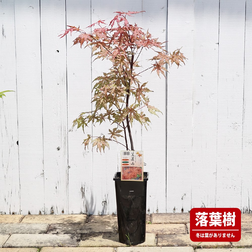 もみじコレクション16 アンバーゴースト接木苗 6号鉢 6年物 全長80cm もみじコレクション16 アンバーゴースト接木苗 6号鉢 6年物 全長80cm