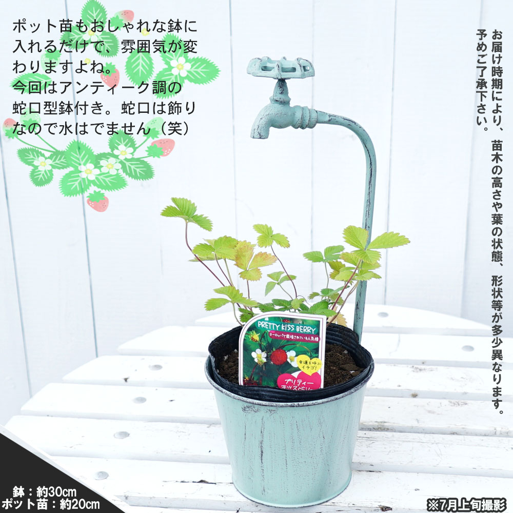 ワイルドストロベリー キッスベリー プリティー シャワーボーイ 水色 付き ハーブ 苗