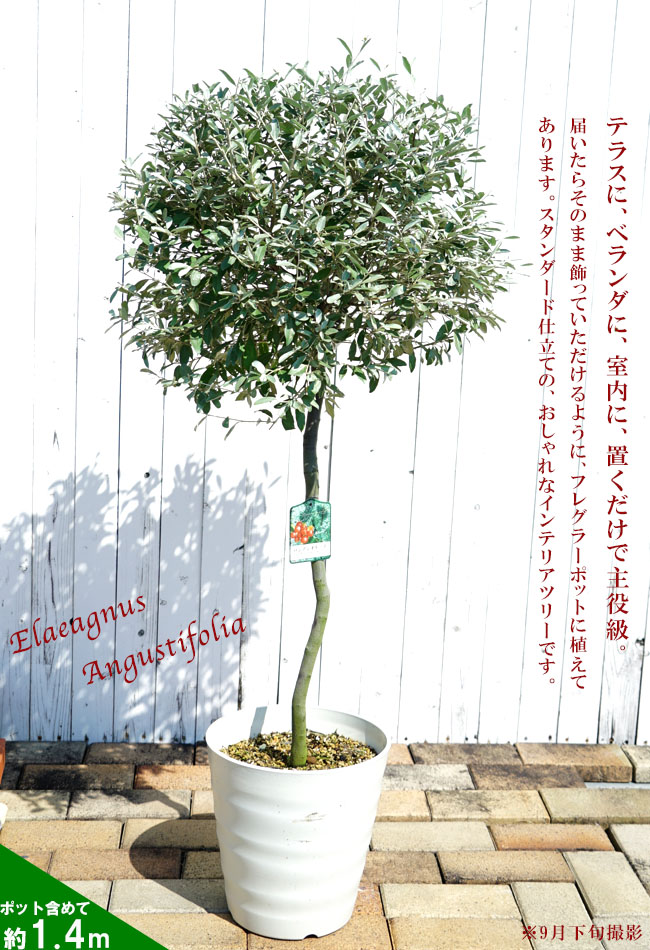 ロシアンオリーブ 大型200cm苗 観葉植物 シルバーリーフ-
