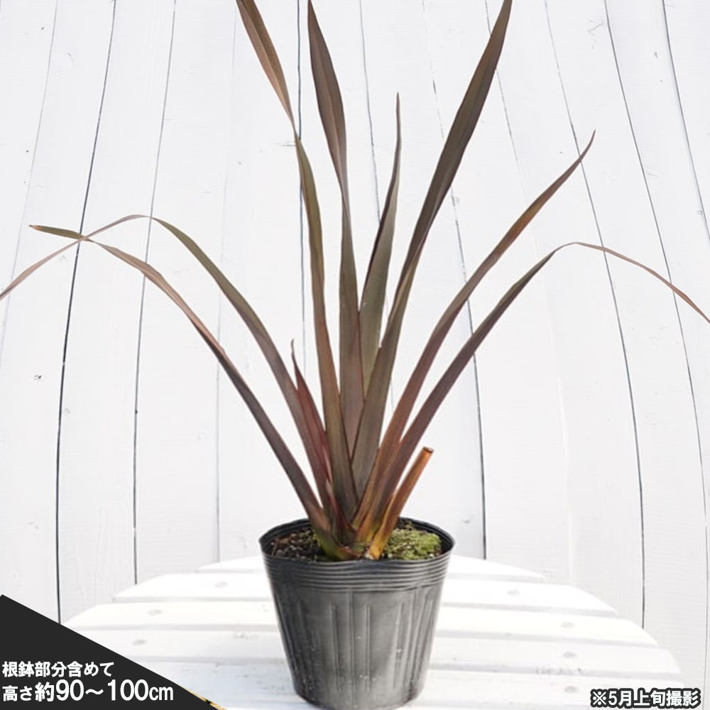 大株 ニューサイラン(銅葉) 1.3M(鉢底から) 【公式通販】