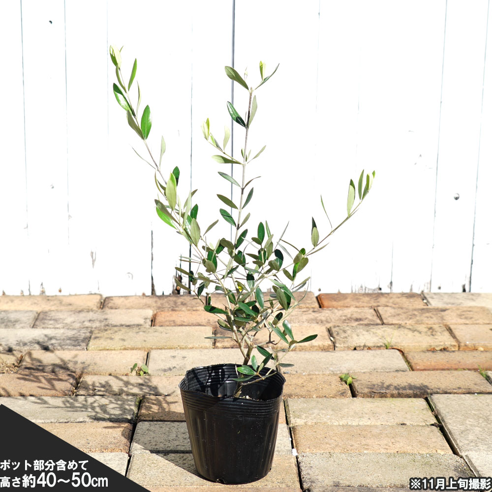 【ホジブランコ】 オリーブの木 2年生苗