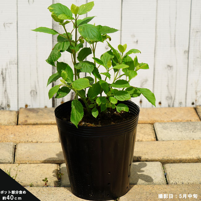 アジサイ ピンクのアナベル 苗 おすすめ 苗木部 By 花ひろばオンライン