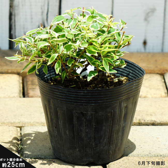 ラディアンス 苗 販売 苗木部 By 花ひろばオンライン