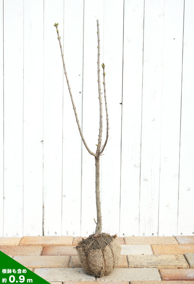 ライラック 白 苗 販売 苗木部 By 花ひろばオンライン