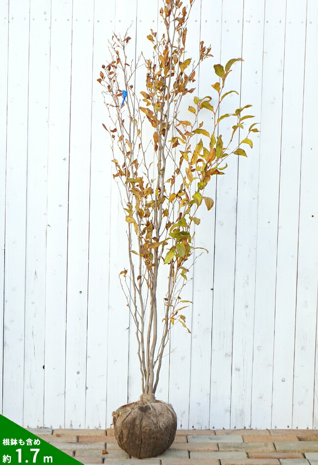 225円 感謝価格 シャラノキ 沙羅の木 苗木 庭木 30 50cm前後