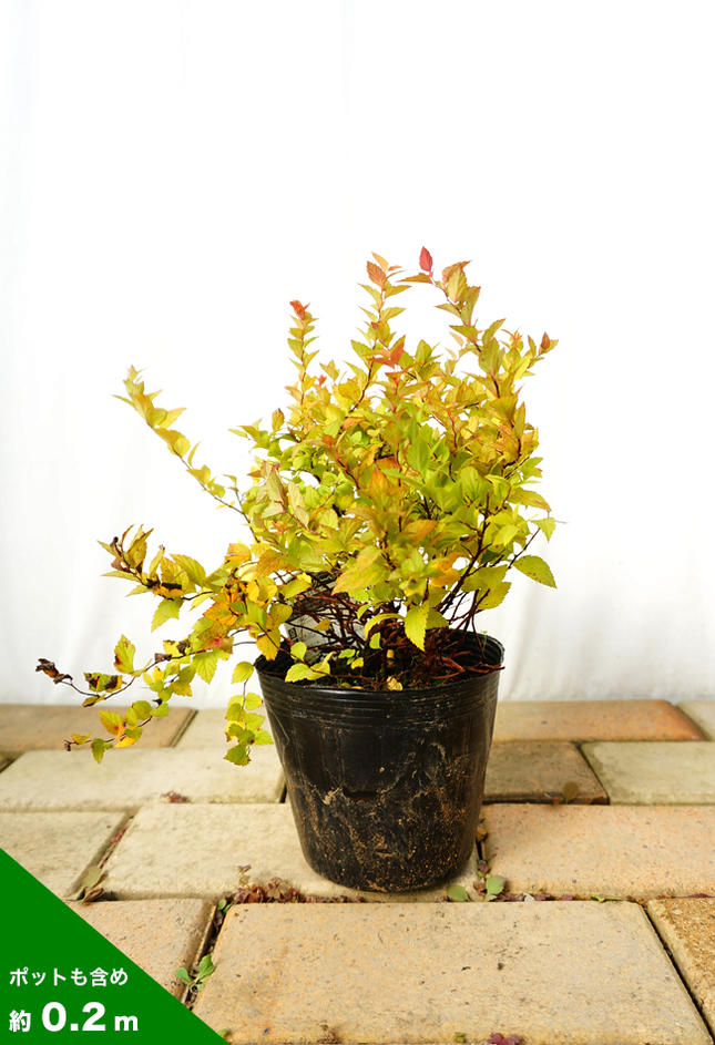 テマリシモツケ マジックカーペット 苗 販売 苗木部 By 花ひろばオンライン