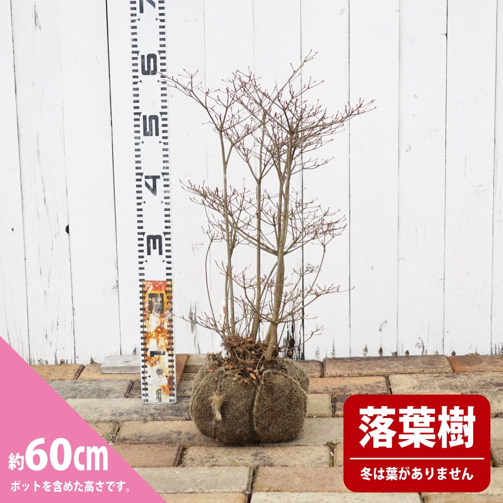 1「生花」深山ドウダンツツジ（150cm以上1株） - 植物/観葉植物
