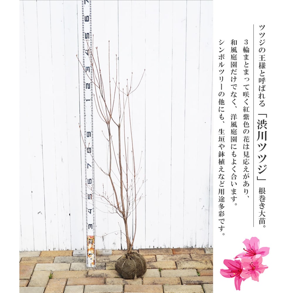 ツツジ 渋川ツツジの販売 苗木部 By 花ひろばオンライン