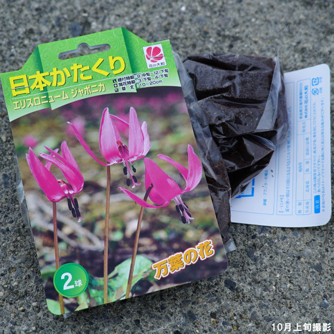 カタクリ 日本カタクリ 苗 販売 苗木部 By 花ひろばオンライン