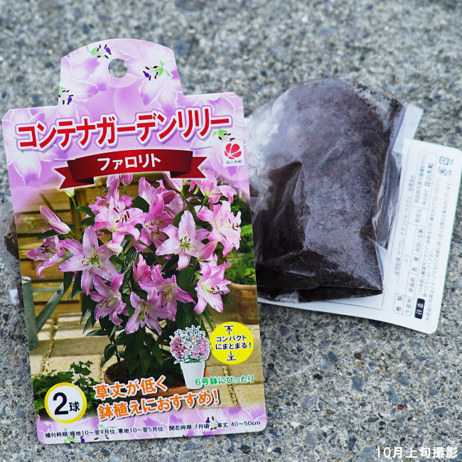 コンテナガーデンリリー ファロリト ユリ 球根 販売 苗木部 By 花ひろばオンライン