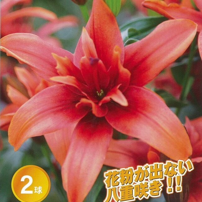 透百合 スカシユリ レッドツイン 苗 販売 苗木部 By 花ひろばオンライン