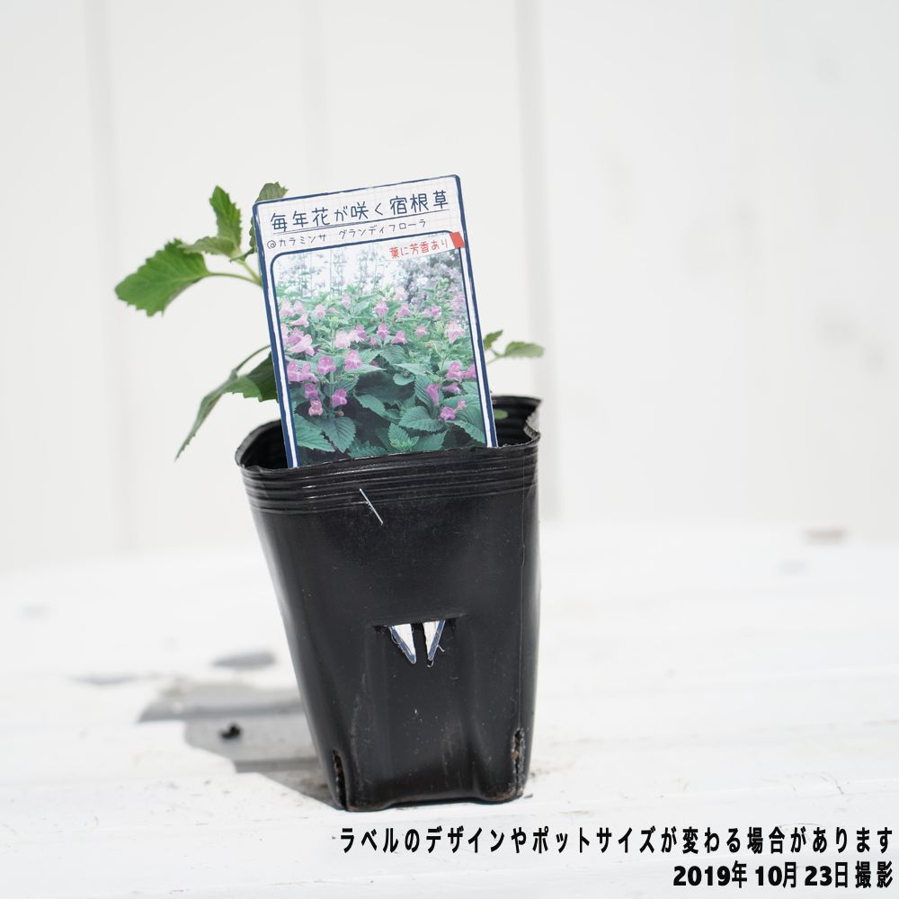 カラミンサ苗 カラミンサ グランディフローラ 苗 販売 苗木部 By 花ひろば