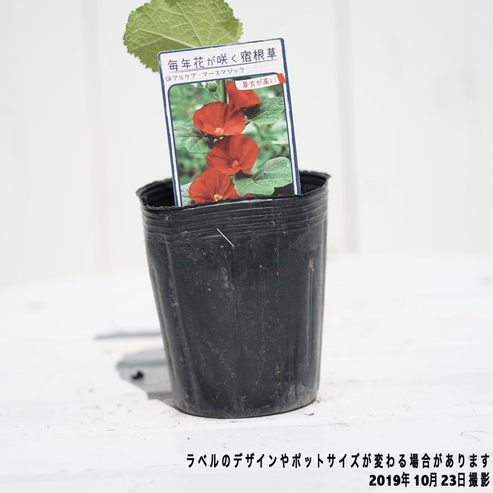 超レアの紅花マユハケオモト5寸足付きプラ鉢 超レアの紅花マユハケオモト5寸足付きプラ鉢 マユハケオモト」の人気