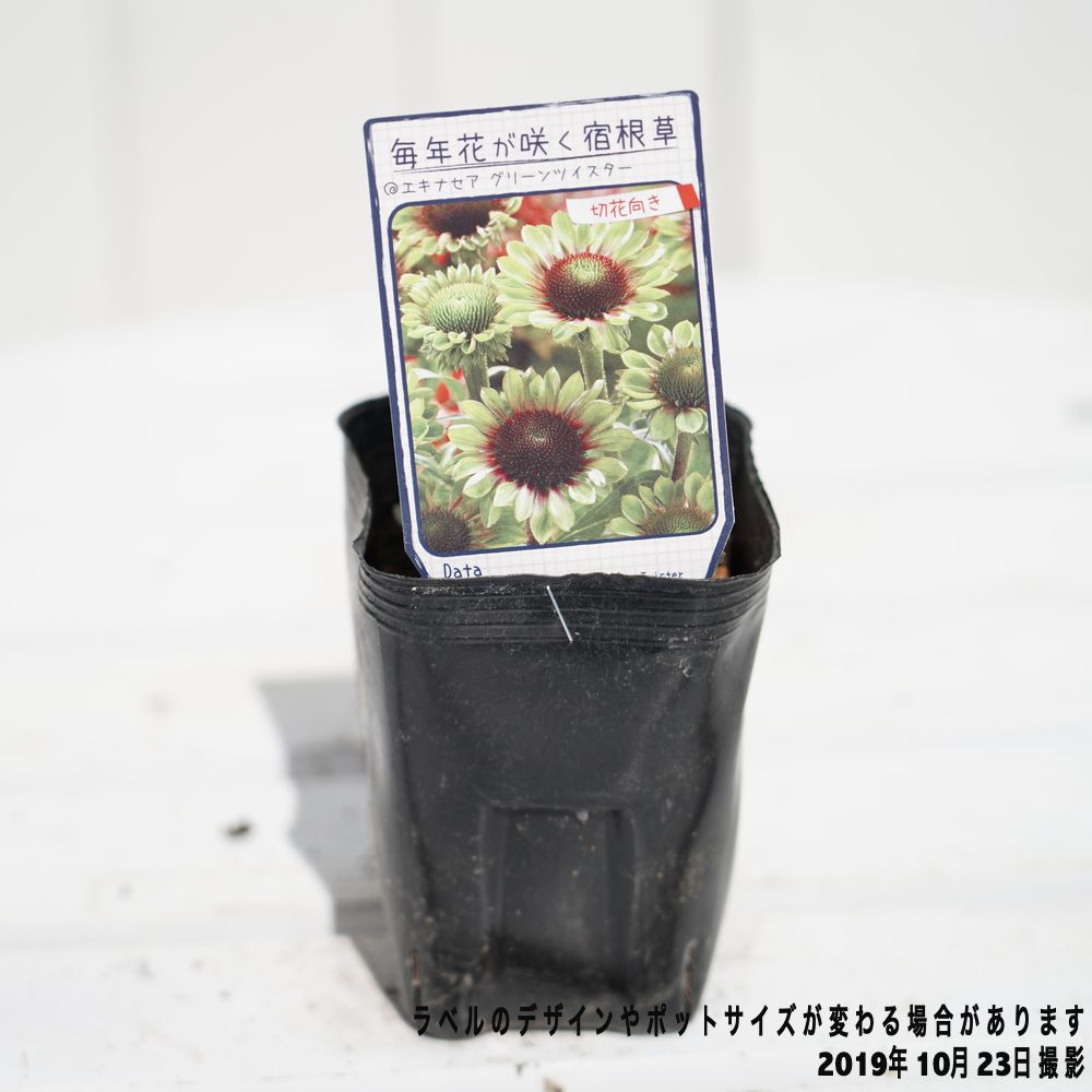 エキナセア グリーンツイスター 苗 販売 苗木部 By 花ひろばオンライン